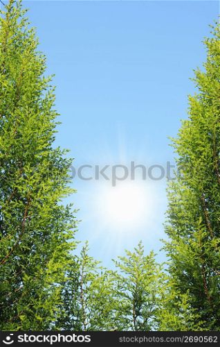 Blue sky and Cedar leaf