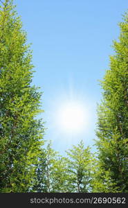 Blue sky and Cedar leaf