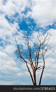 blue sky and died tree