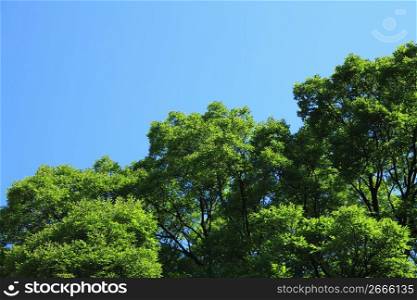 Blue sky and Fresh green
