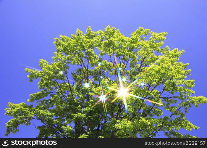Blue sky and Fresh green leaf