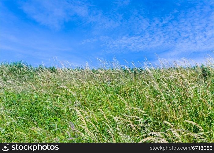 blue sky and spicate grass in summer day