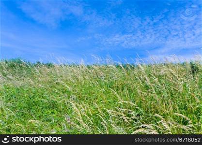 blue sky and spicate grass in summer day