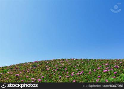 Blue sky and summer blossoming hill with Carpobrotus pink flowers.