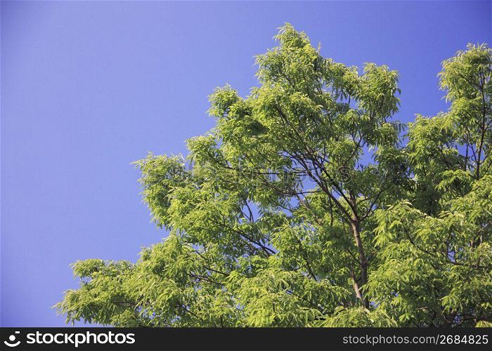 Blue sky and Tree