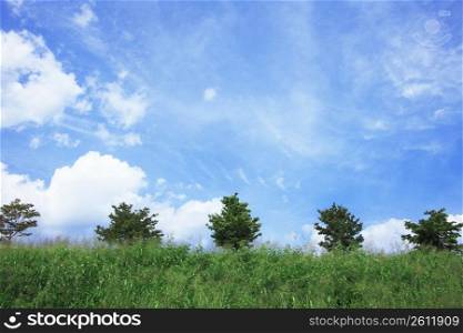 Blue sky and Trees