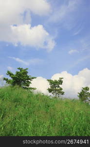 Blue sky and Trees