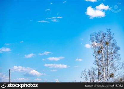 Blue sky background with clouds. Birches with bird nests against the blue sky.