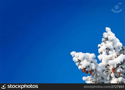 blue sky background with cones on christmas fir branch