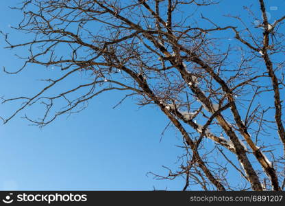 Blue Sky, Climate Change at Southern California, Big Bear Mountain, San Bernardino, 2016