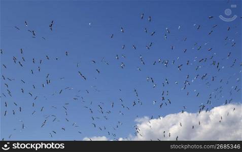 Blue sky full of many seagulls birds flying landfill