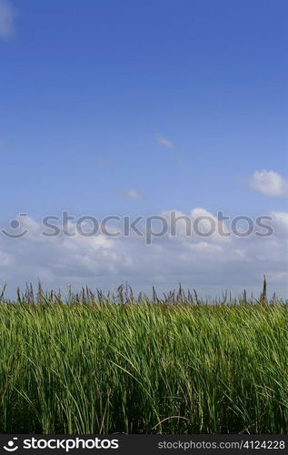 Blue sky in Florida Everglades wetlands green plants horizon, nature