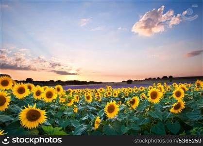 Blue sky landscape of Summer sunset sunflower field