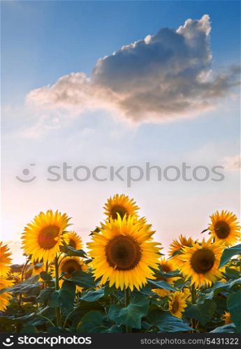 Blue sky landscape of Summer sunset sunflower field