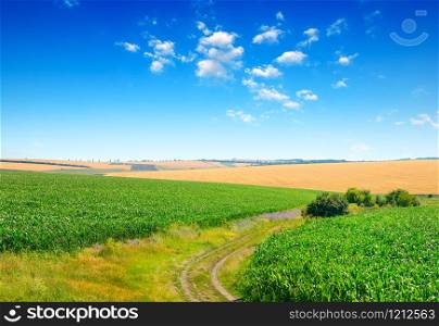 Blue sky over corn field and country road