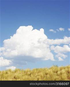 Blue sky with clouds and brown wheat fields