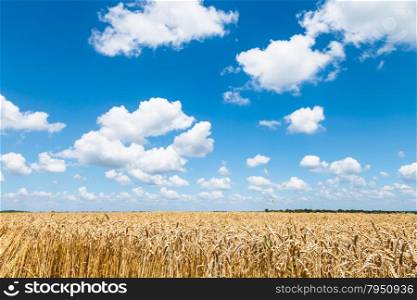 blue sky with white clouds over field of ripe wheat in sunny summer day