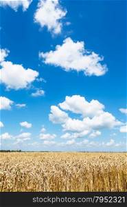 blue sky with white clouds over plantation of ripe wheat in sunny summer day