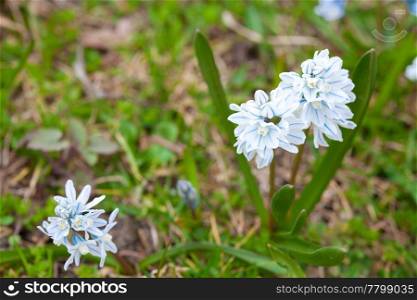 blue snowdrop on the background of green grass