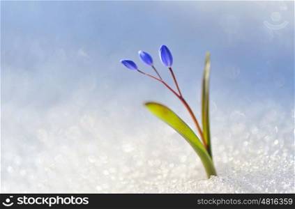 Blue snowdrop, Scilla bifolia in snow