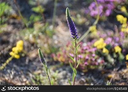 Blue Spiked Speedwell flower close up by a bright colorful background