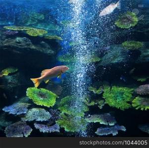 Blue spotted grouper fish marine life swimming underwater ocean / Plectropomus maculatus fish cephalopholis argus