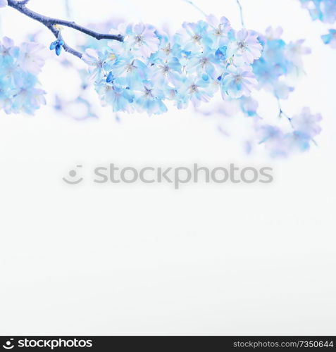 Blue spring blossom on white background. Floral border. Springtime nature background