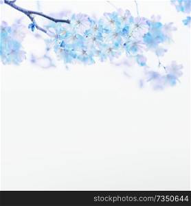 Blue spring blossom on white background. Floral border. Springtime nature background