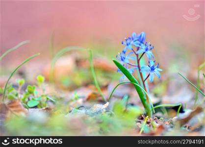 Blue spring flower, glory-of-the-snow (Chionodoxa luciliae)