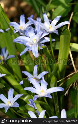 blue spring flower nature background