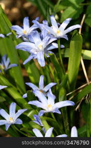 blue spring flower nature background