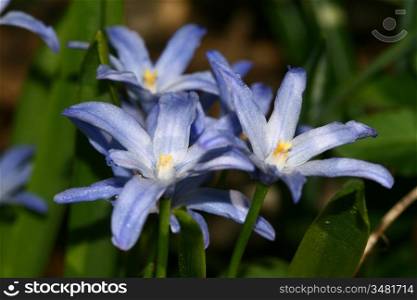 blue spring flower nature background