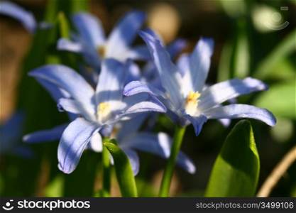 blue spring flower nature background