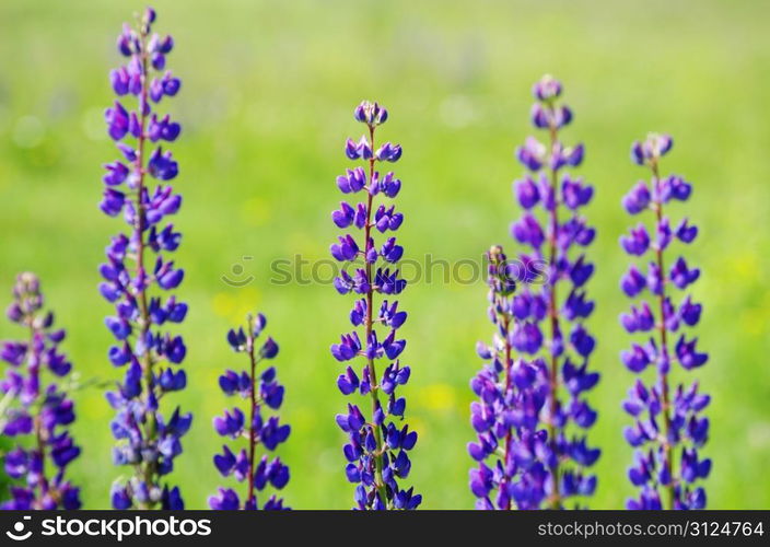 blue spring flower on the field