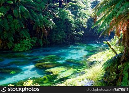 Blue Spring, Waikato, New Zealand. Crystal clear river in South Waikato, New Zealand