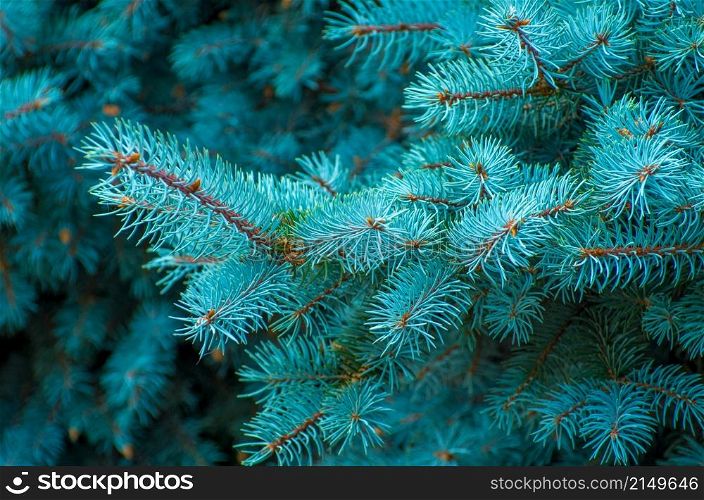 Blue spruce branches on a green background
