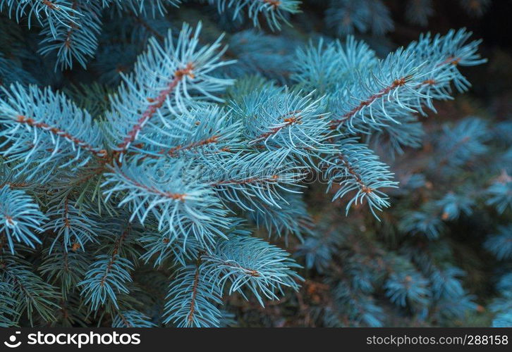 Blue spruce branches on a green background