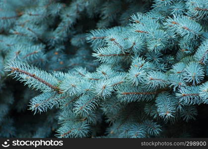 Blue spruce branches on a green background