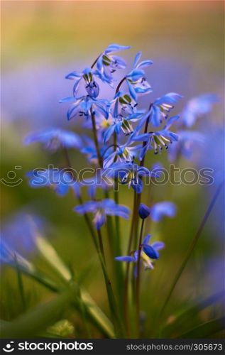 blue star scilla siberica on meadow