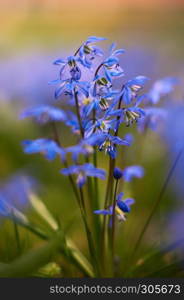 blue star scilla siberica on meadow
