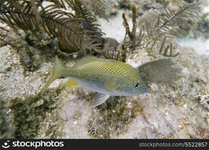 Blue Striped Grunt (Haemulon sciurus) swimming underwater, Utila Island, Bay Islands, Honduras