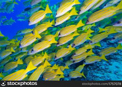 Blue-striped Snapper, Lutjanus kasmira, North Ari Atoll, Maldives, Indian Ocean, Asia