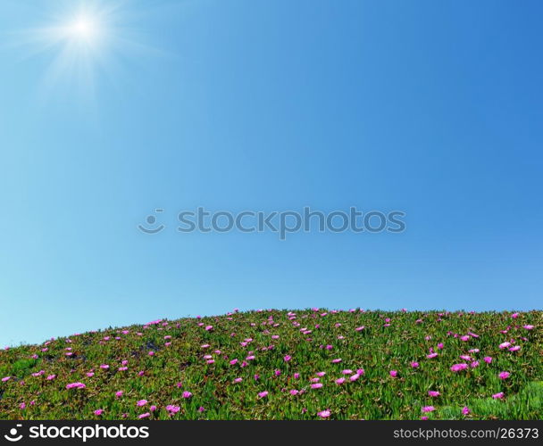 Blue sunshine sky and summer blossoming hill with Carpobrotus pink flowers. Good for postcard or holiday wacation background.