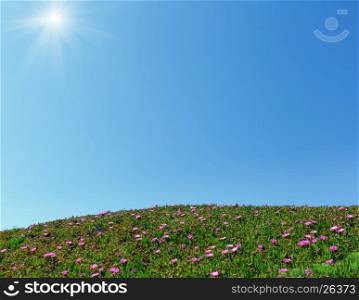 Blue sunshine sky and summer blossoming hill with Carpobrotus pink flowers. Good for postcard or holiday wacation background.