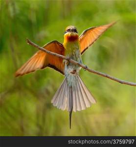 Blue-taied Bee-eater (Merops phillippinus), breast profile