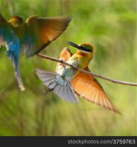 Blue-taied Bee-eater (Merops phillippinus), in filighting