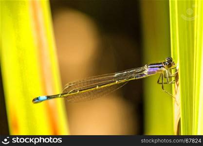 Blue-tailed Damselfly, young insect. Blue-tailed Damselfliy young insect