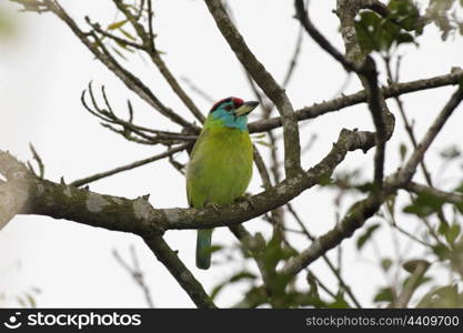 Blue throated barbet