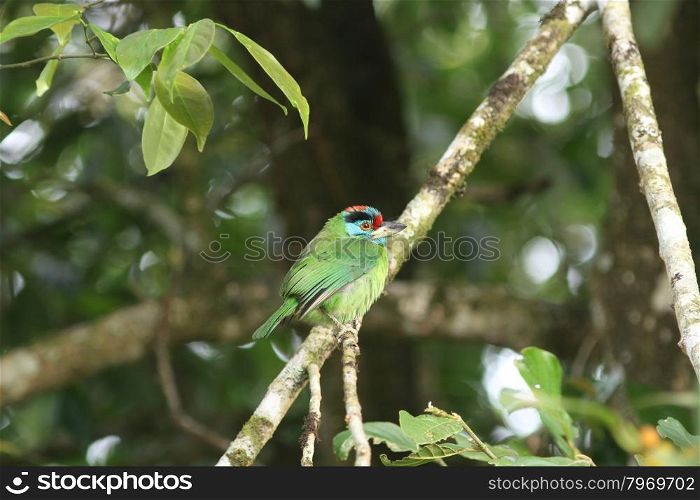 Blue-throated Barbet perching on a branch in forest