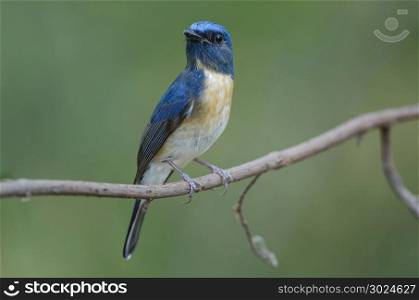 Blue-throated Blue Flycatcher (Cyornis rubeculoides) on a branch in nature Thailand